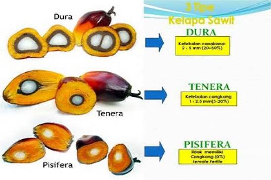 Pemilihan Bibit Unggul
