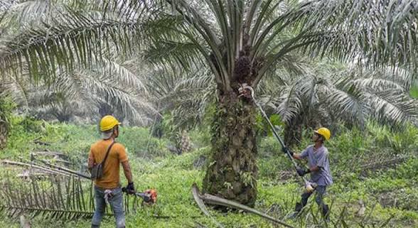 Pemangkasan Daun