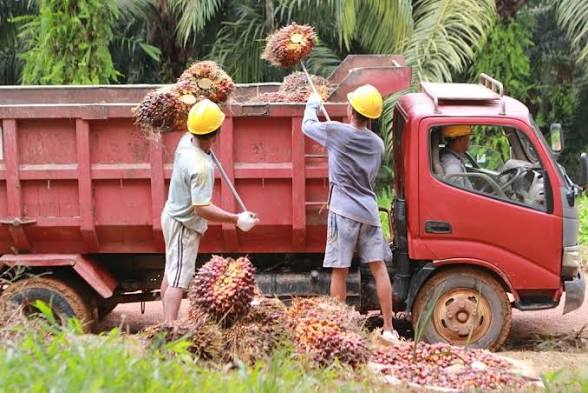 Transportasi Hasil Panen