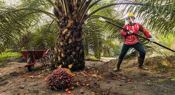 Pemanenan Buah Sawit