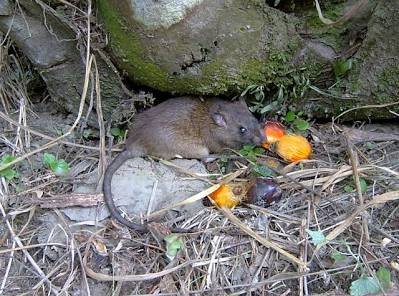 Tikus