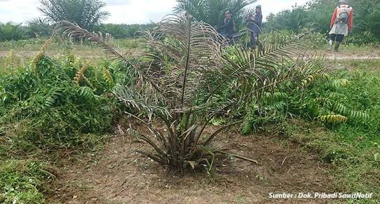 Busuk Daun