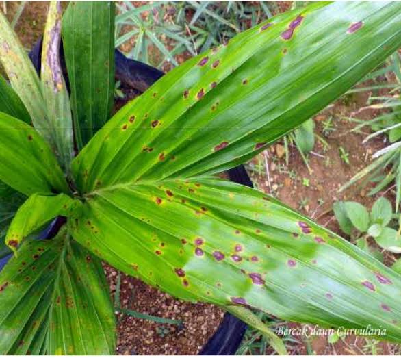 Bercak Daun