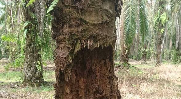 Busuk Pangkal Batang