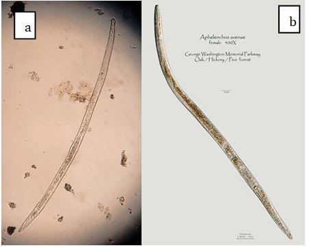 Nematoda